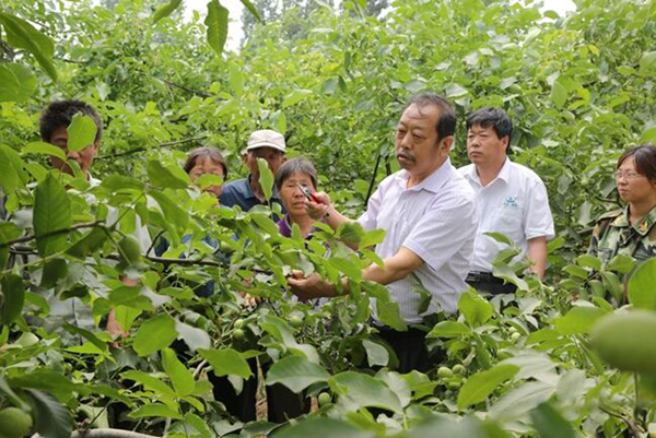 图为李保国在田间为田舍解说核桃栽培实用技术。